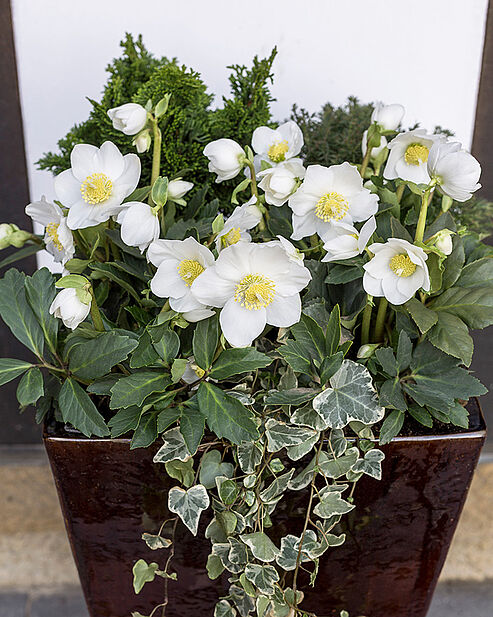 WinterSun Christrose in einem hohen Keramiktopf am Hauseingang, zusammen mit Efeu und Nadelgehölzen.