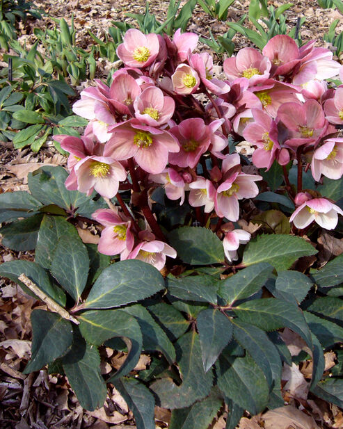 Schneerose Pink Frost im März zwischen Frühlingsblühern