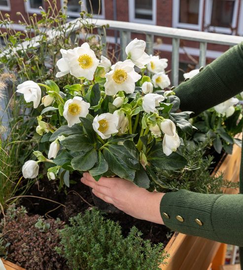 Christmas Roses in the raised bed: In winter, the raised bed on the balcony or in the garden does not have to be empty.