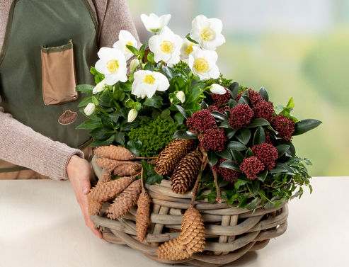The Christmas Rose Diva flowers from November and creates a Christmas atmosphere.