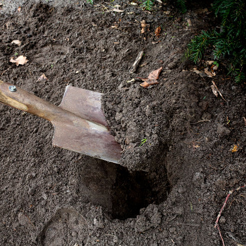 Loosen the soil at the bottom of the planting hole to a good depth. This helps the plant to get established quickly.