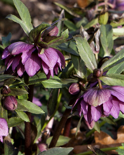 Die ersten geöffneten Blüten einer gefüllt blühenden Lenzrose im Januar