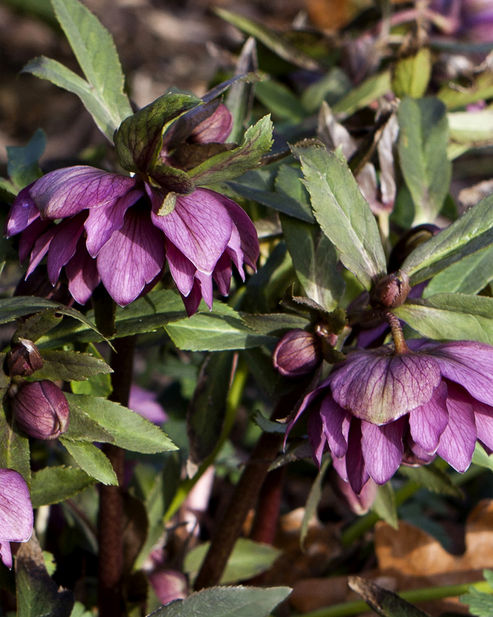 The first open flowers of a double-flowering Lenten Rose in January