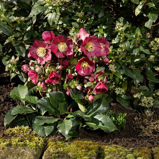 HGC® Ice&nbsp;N'&nbsp;Roses®<br>Bennotta