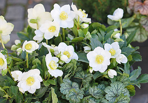 Christrose WinterSun zusammen mit Heuchera und Heide auf der Terrasse.