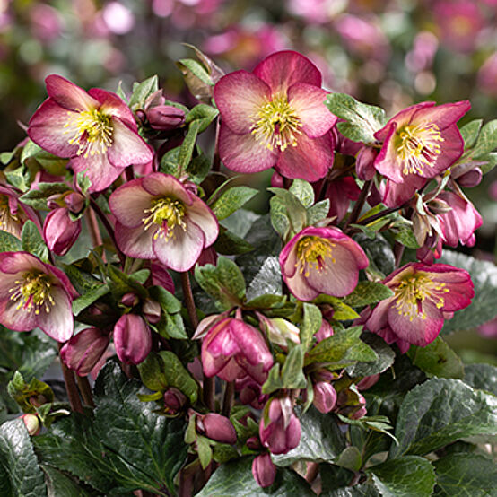 HGC® Ice&nbsp;N'&nbsp;Roses®<br>Mary&nbsp;Marble