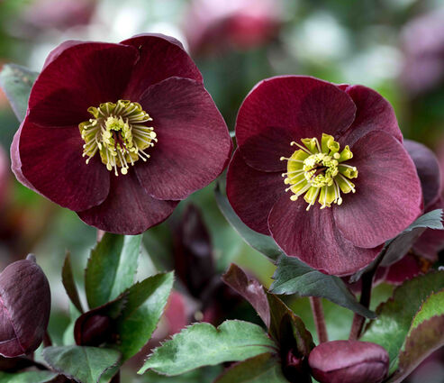Snow Rose Ice N Roses Barolo bears exceptionally deep dark red flowers