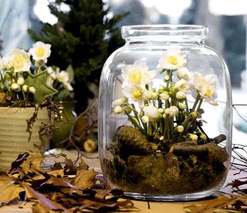 Indoor Christrose White Christmas in einem großen Glasgefäß, dekoriert mit Zapfen, Moos und Zweigen. Ideal für die Fensterbank oder den Wintergarten