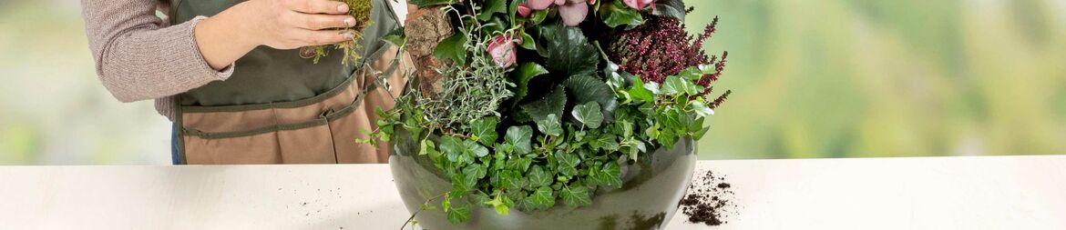 {f:if(condition:'You may want to use some moss to fill any gaps left between the plants.',then:'You may want to use some moss to fill any gaps left between the plants.', else:'Ice N' Roses Early Rose floral winter greetings')}