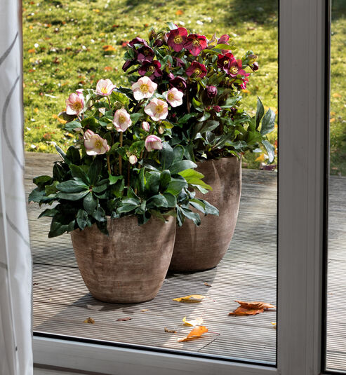 Enjoying the glory of flowers from the comfort of your couch – Snow Roses Ice N Roses Red and Picotee in an earthenware planter on the terrace