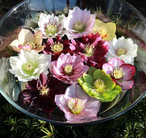 Hingucker für den Frühling: Lenzrosenblüten schwimmen in einer Glasschale auf dem Wasser.