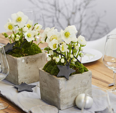 La rosa di Natale White Christmas in piccoli vasi di cemento con muschio e stelle di ardesia per decorare il tavolo da pranzo