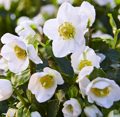 Christrose Jacob - schneeweißen Blüten im Garten im Dezember