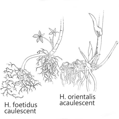 De verschillend gevormde wortelstokken van twee Helleborus-soorten