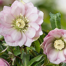 HGC® Spring&nbsp;Promise®<br>Loren
