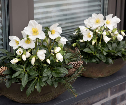 Christmas Rose Joel in olive green tubs decorated with fir branches and cones on the windowsill