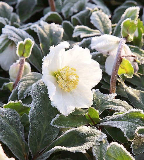 WinterSun Christrose nach einer frostigen Nacht in der Morgensonne.