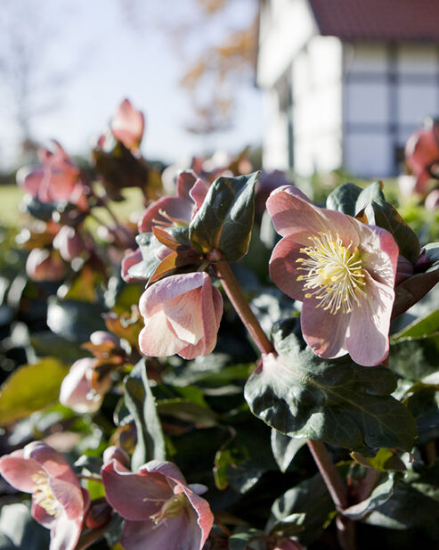Schneerose Maestro im Garten an einem sonnigen Tag im Dezember