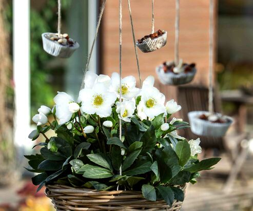 Vogelfutter-Muffins neben einer Christrose im Hängekörbchen.