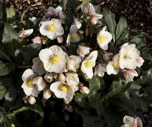 Schneerose Shooting Star blüht im Garten in einem hellen Rosa im Januar