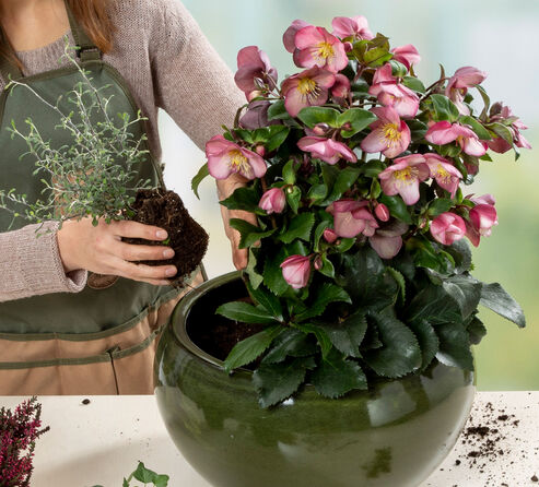 Ice N Roses Early Rose as a planting idea in a green clay pot.