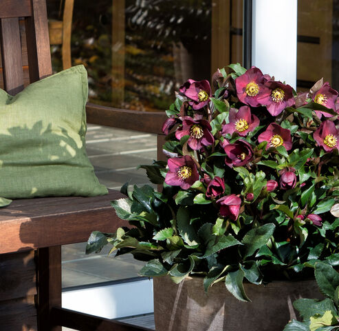 Die roten Blüten der Schneerose Ice N Roses Red in einem Tontopf leuchten in der Wintersonne auf der Terrasse