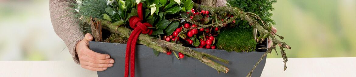 Grauer Balkonkasten mit früher Christrose Diva klassisch weihnachtlich mit roten Akzenten.