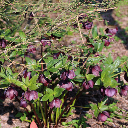 Lenten Roses thrive next to deciduous woody plants that shelter them against the hot midday sun during the summer.
