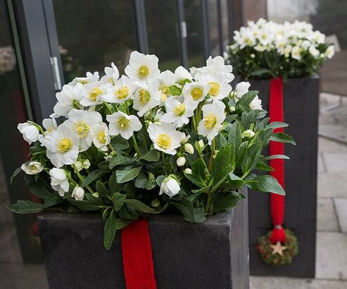 Christrose Wintergold weihnachtlich dekoriert mit einem Nadelkranz im hohen Betongefäß