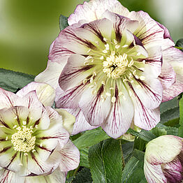 HGC® Spring&nbsp;Promise® Maggy