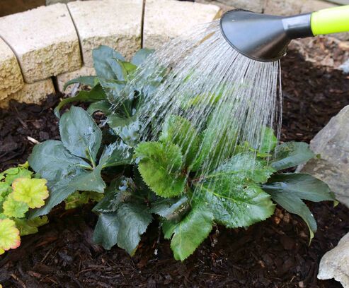 Saisonstart-Helleborus: Jetzt pflanzen und Winterblüte genießen!