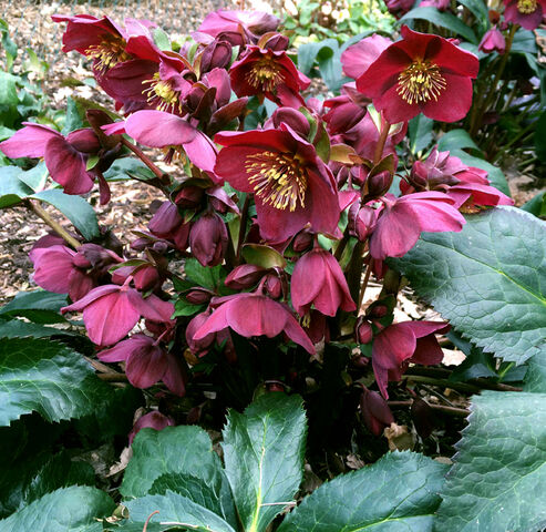 Ice N Roses Red produces numerous deep red flowers from December onwards