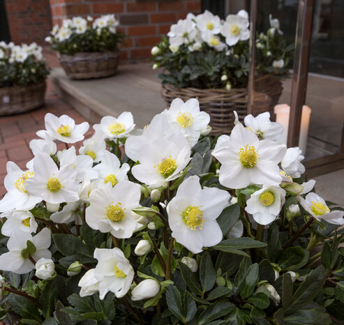 Christrose Jubelio in Flechtkörben mit einem Windlicht am Hauseingang