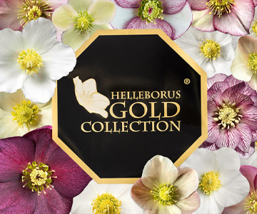 La famiglia Helleborus Gold Collection