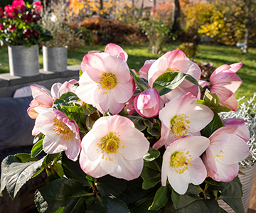 Winter Ballet: The colourful Christmas Roses