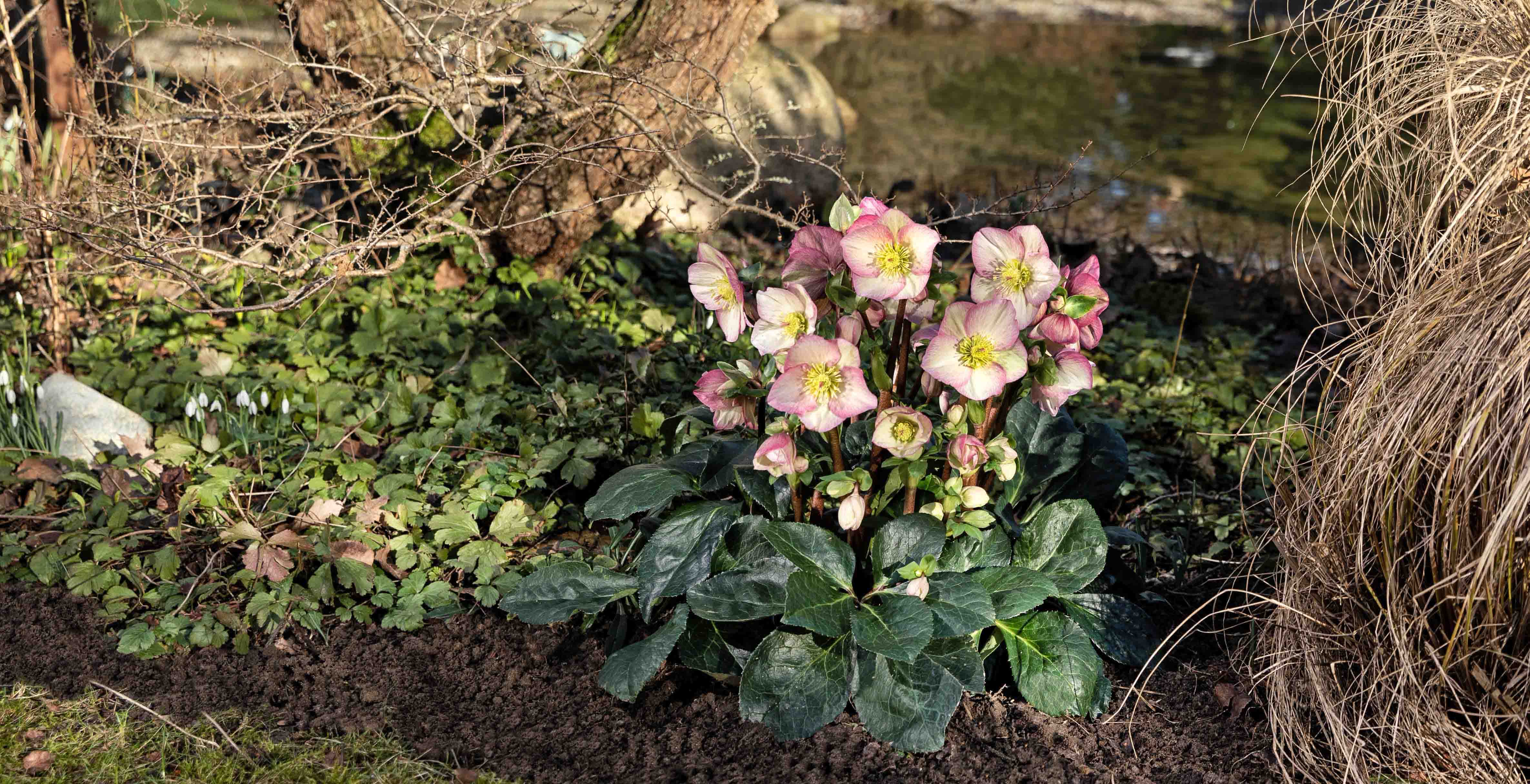 from pot to ground – planting hellebores outside - helleborus