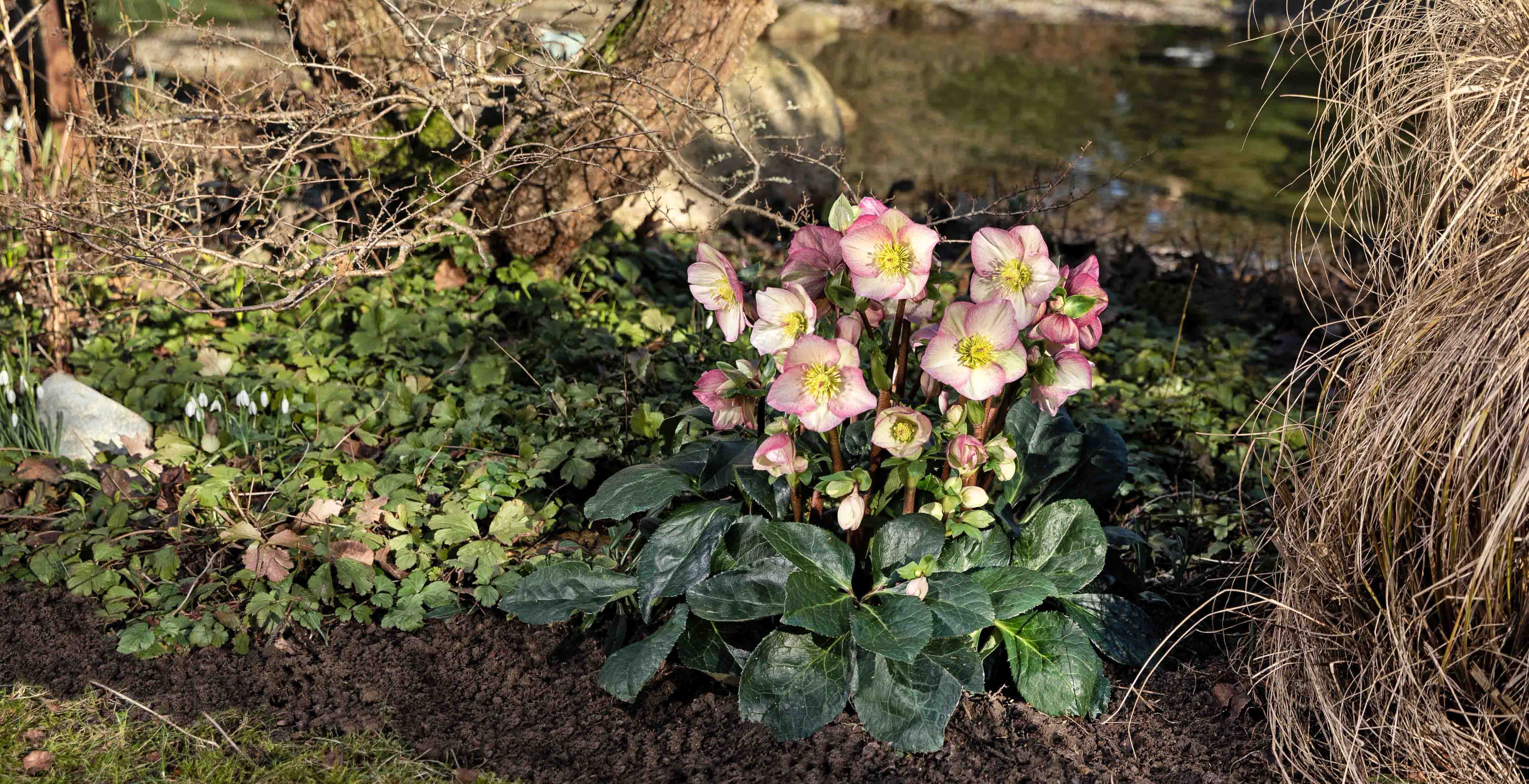 Van pot naar tuin