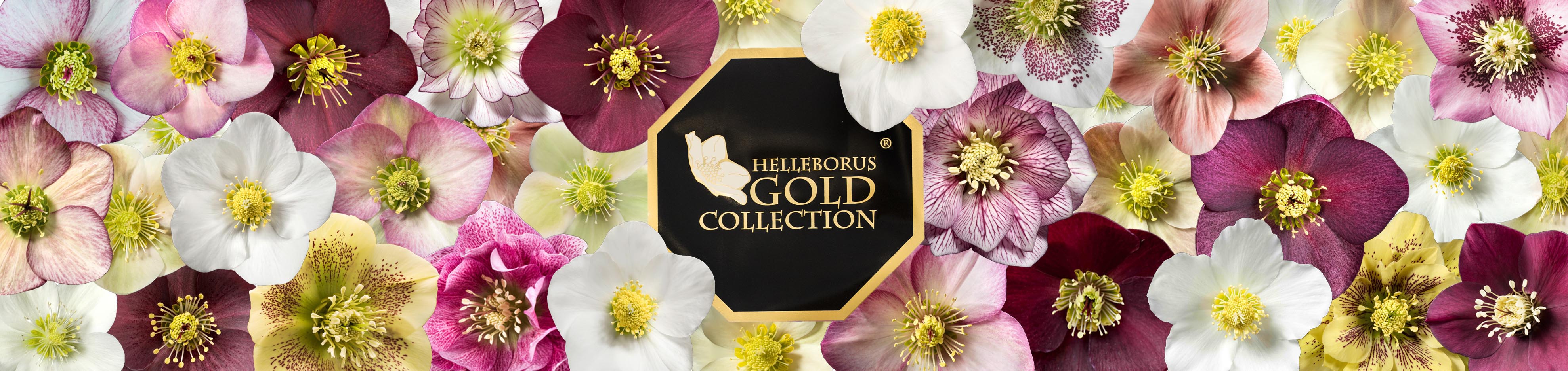 La famiglia Helleborus Gold Collection