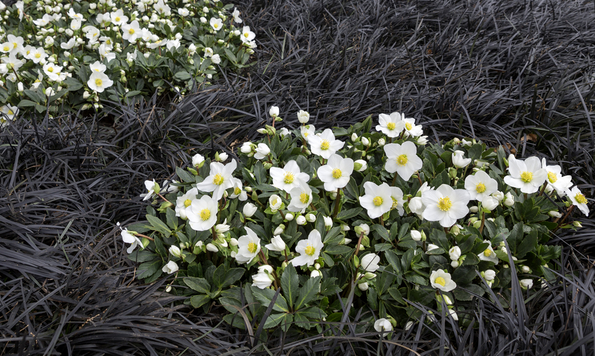 Start of the season – prepare for winter blooms now