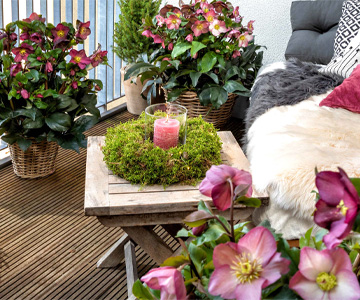 Roses de neige – un air romantique sur le balcon et la terrasse