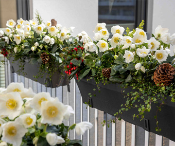 Roses de Noël pour des jardinières en fête