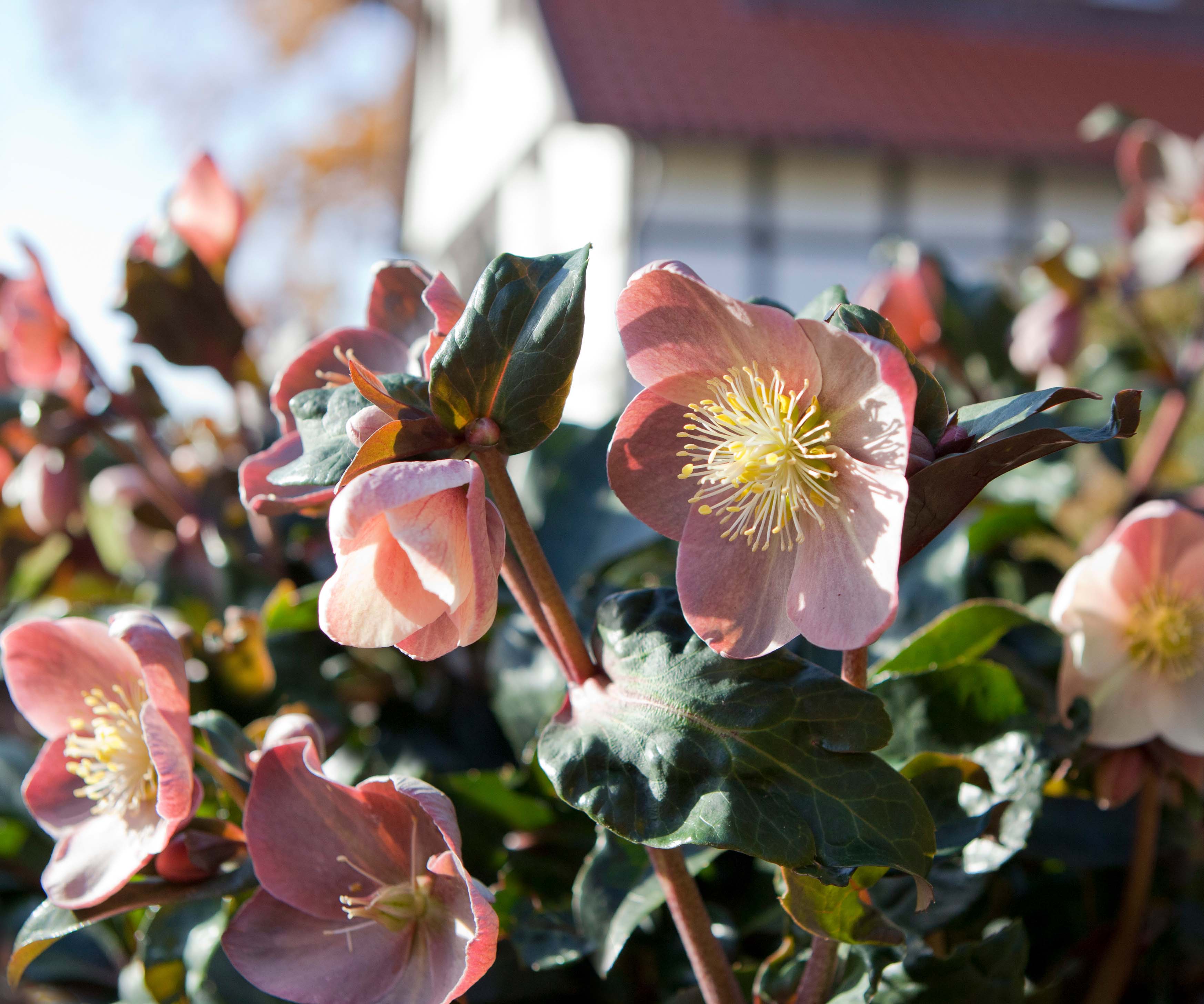 5 conseils pour de belles roses de neige