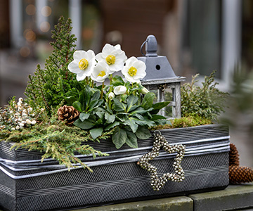 Gray balcony box with lantern, Christmas Roses and conifers.