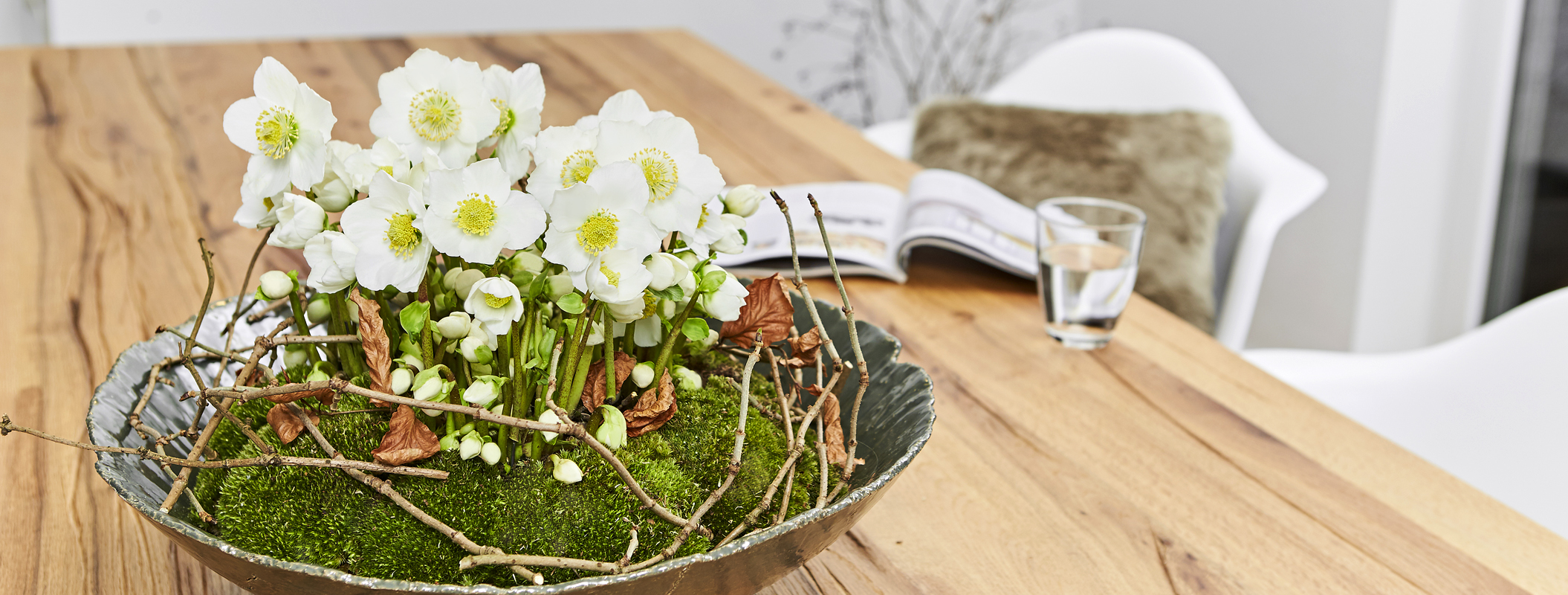 Christrose White Christmas in einer grünen Schale mit Zweigen und Zapfen natürlich dekoriert