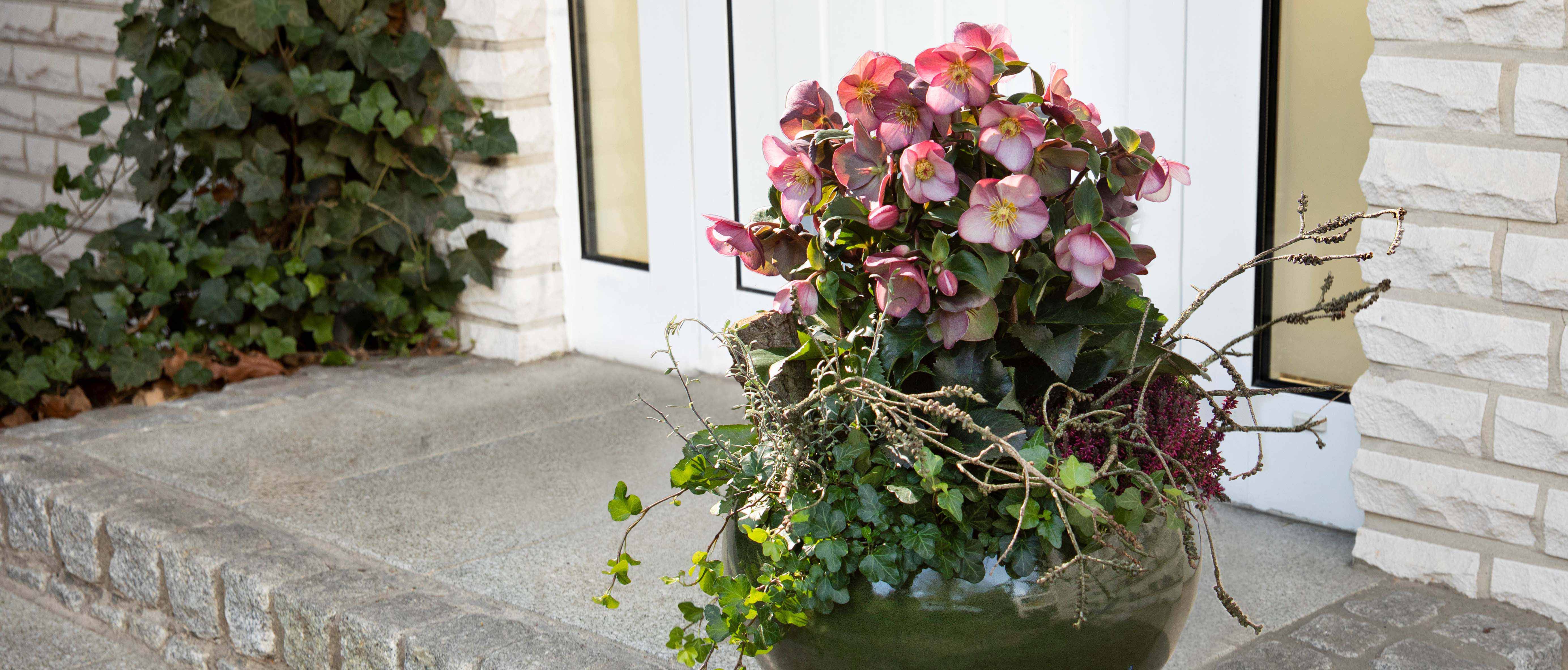 Floral winter greetings with Ice N' Roses Early Rose