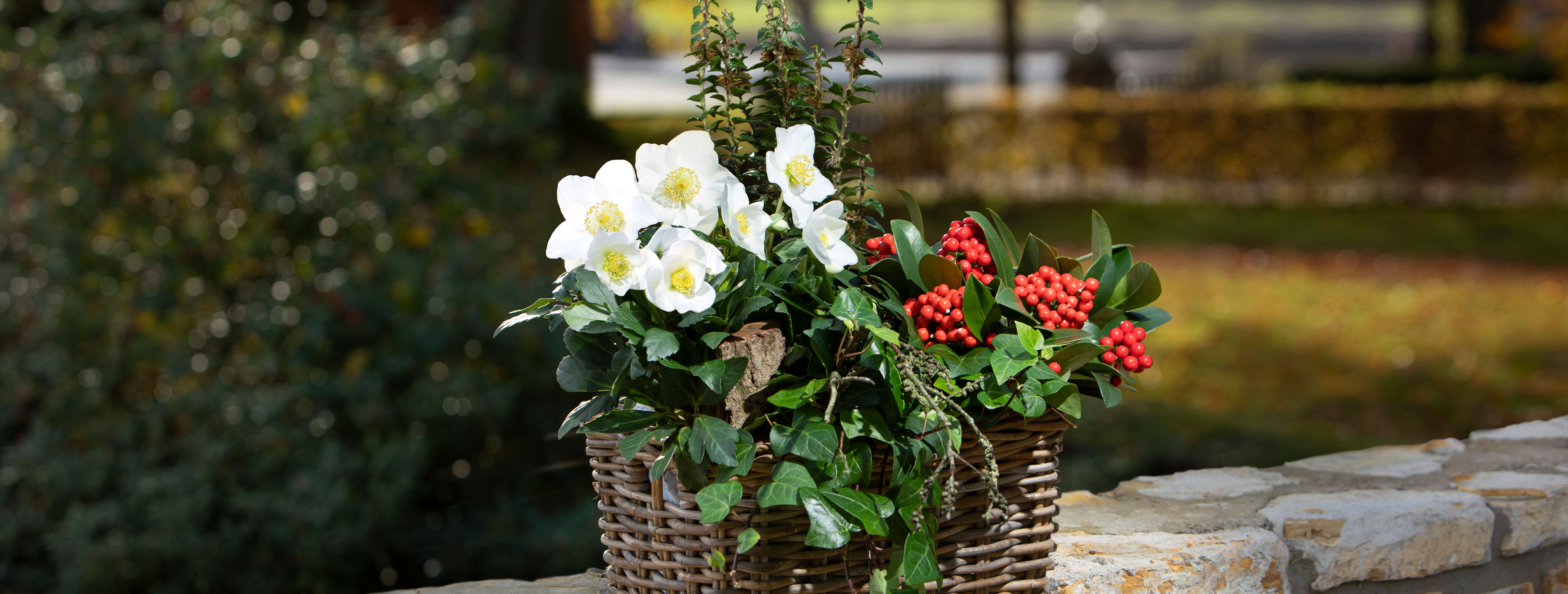 Per la composizione natalizia con rose di Natale e altre piante stagionali abbiamo scelto un cestino rettangolare di colore naturale, adatto come fioriera da balcone, ma anche per davanzali delle finestre o tavolini in casa.