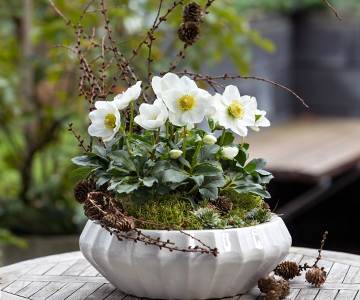 CERAMIC PLANTER WITH CHRISTMAS ROSE