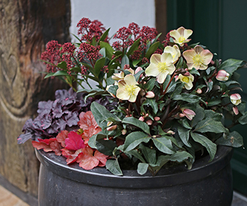 How ornamental foliage plants combined with Christmas Roses, Snow Roses and Lenten Roses excel in the garden and plant containers