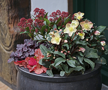 Hoe sierbladplanten samen met kerst-, winter- en lenterozen staan te schitteren in de tuin en plantenbak.