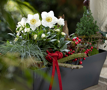 Window box classic